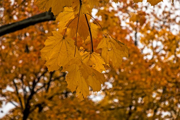 Fallen Autumn Leaves Copy Space Color Gradient Foliage Surface Selective — Stock Photo, Image