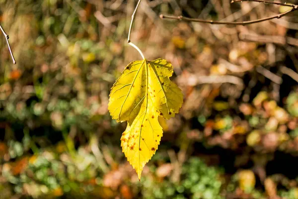 Gefallene Herbstblätter Mit Kopierraum Die Farbe Der Gradienten Lauboberfläche Selektiver — Stockfoto