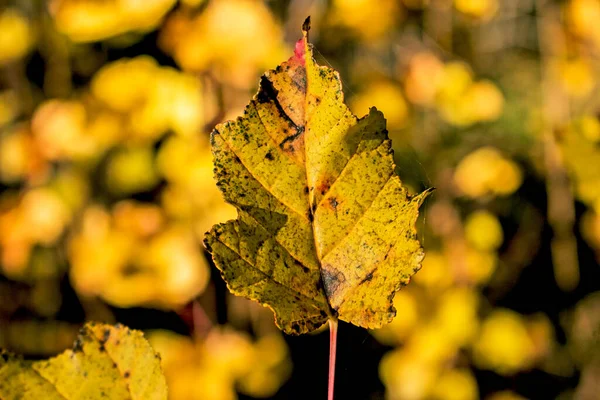 Gefallene Herbstblätter Mit Kopierraum Die Farbe Der Gradienten Lauboberfläche Selektiver — Stockfoto