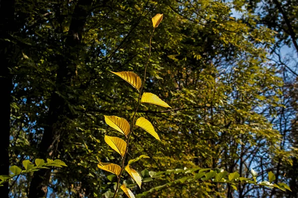 Φθινοπωρινά Φύλλα Χώρο Αντιγραφής Χρώμα Της Επιφάνειας Φυλλώματος Βαθμίδωσης Επιλεκτική — Φωτογραφία Αρχείου
