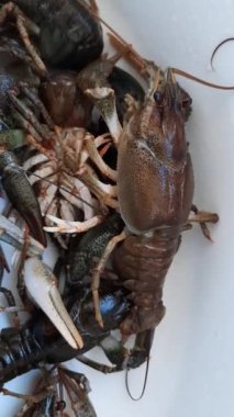 Çiftçi pazarında canlı kerevit. Dikey video.