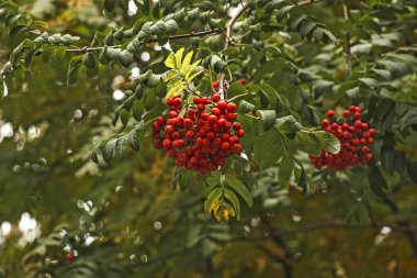 Yaz ormanında yeşil arka planda Red Rowan meyveleri. Yakında sonbahar..