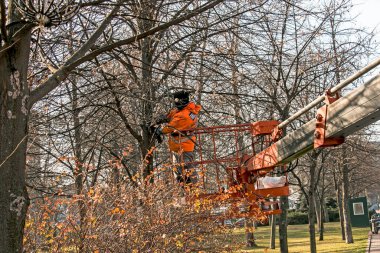 Bir kamyon vincindeki belediye çalışanları şehrin parklarına Noel ışıklarıyla ağaç kurup süslediler. Yüksek irtifa çalışması.