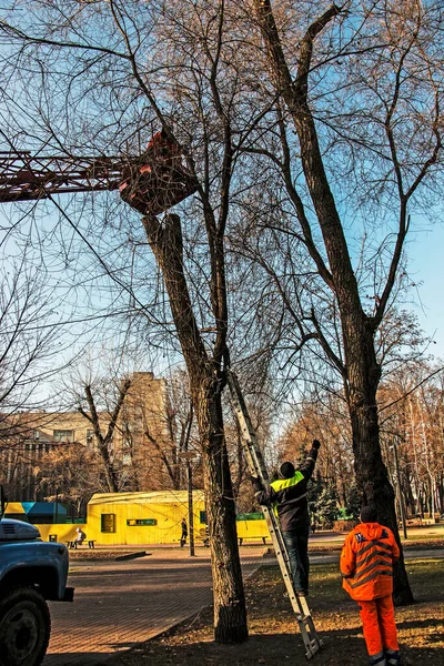 Муніципальні Робітники Вантажному Крані Встановлюють Прикрашають Дерева Парках Міста Різдвяними — стокове фото