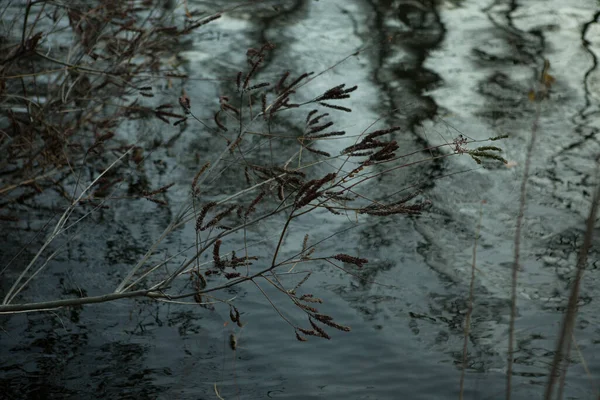 Silhuetter Barrträd Reflekteras Flodens Vattenyta Sent Fall Mycket Dystert Och — Stockfoto