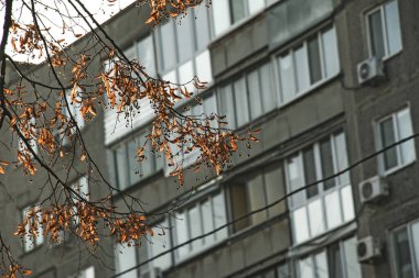 Binanın arka planında kurumuş sarı yapraklı Linden dalı var. Arka plan bulanık. Seçici odaklanma. Sonbahar solma doğası kavramı.