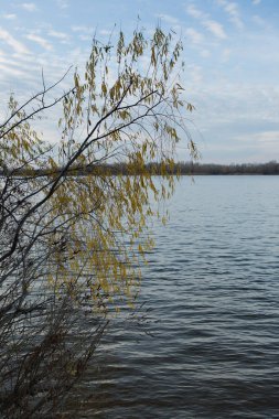 Nehrin üzerinde büyüyen parlak sonbahar yapraklarıyla söğüt dalları. Seçici odaklanma. Sonbahar konsepti.