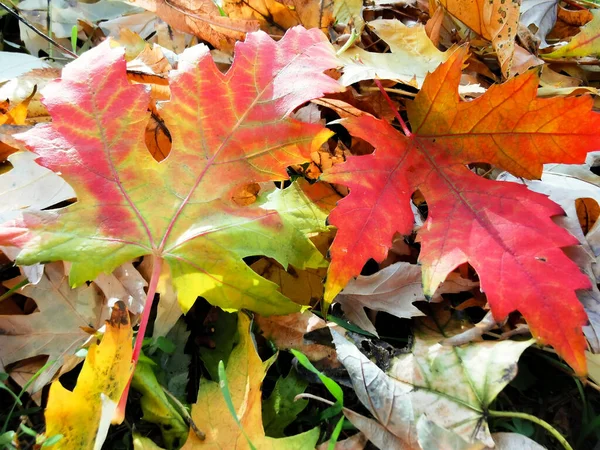 Foglie Autunnali Cadute Con Spazio Copia Colore Della Superficie Fogliare — Foto Stock