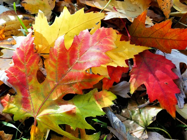 秋はコピースペースで葉します グラデーション状の葉の表面の色 カラフルな葉の質感に焦点を当て選択的 秋の紅葉 — ストック写真