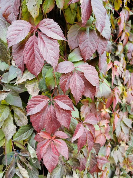 Fallen Autumn Leaves Copy Space Color Gradient Foliage Surface Selective — Stock Photo, Image