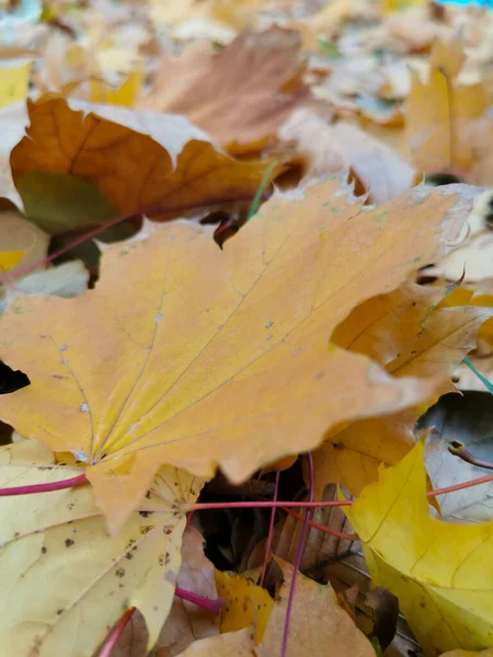 秋はコピースペースで葉します グラデーション状の葉の表面の色 カラフルな葉の質感に焦点を当て選択的 秋の紅葉 — ストック写真