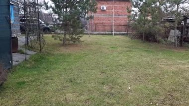 Çizgili kazak giymiş bir Fransız bulldog oyuncak yüzükle oynuyor. Yeşil bir tarlanın çimlerinde oyuncak ile oynayan sevimli bir safkan hayvan. Güneşli pozitif gün.