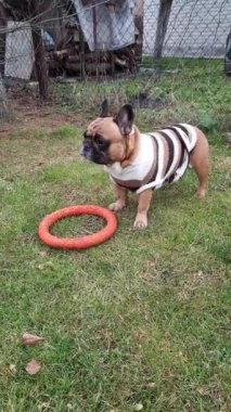 Çizgili kazak giymiş bir Fransız bulldog oyuncak yüzükle oynuyor. Yeşil bir tarlanın çimlerinde oyuncak ile oynayan sevimli bir safkan hayvan. Güneşli pozitif gün.