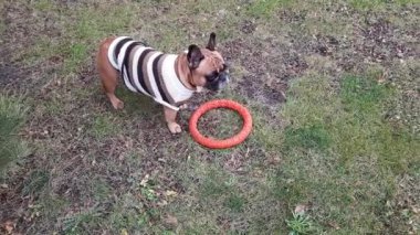 Çizgili kazak giymiş bir Fransız bulldog oyuncak yüzükle oynuyor. Yeşil bir tarlanın çimlerinde oyuncak ile oynayan sevimli bir safkan hayvan. Güneşli pozitif gün.