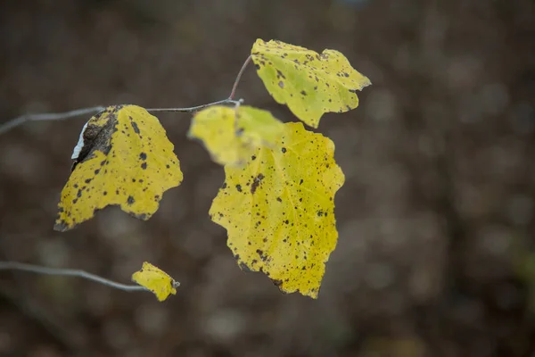 Nahaufnahme Eines Herbstblattes Auf Verschwommenem Hintergrund Herbstkonzept Herbstliches Laub Spätherbst — Stockfoto