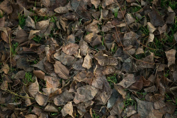 Primer Plano Hojas Secas Caídas Sobre Hierba Verde Concepto Otoño —  Fotos de Stock