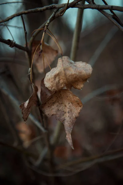 배경에 나뭇잎의 늦가을 — 스톡 사진