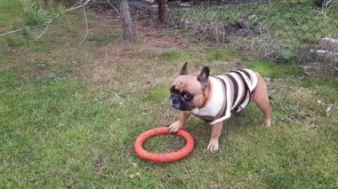 Çizgili kazak giymiş bir Fransız bulldog oyuncak yüzükle oynuyor. Yeşil bir tarlanın çimlerinde oyuncak ile oynayan sevimli bir safkan hayvan. Güneşli pozitif gün.