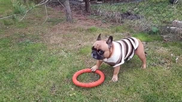 Bulldog Francese Vestito Con Maglione Righe Gioca Con Anello Giocattolo — Video Stock
