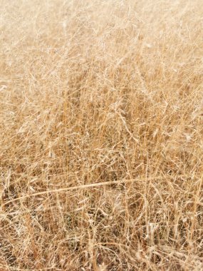 Kurumuş altın çayır otlarının güzel soyut yakın çekimi. Soyut doğal arkaplan. Asgari, şık, eğilim konsepti