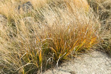 Kurumuş altın çayır otlarının güzel soyut yakın çekimi. Soyut doğal arkaplan. Asgari, şık, eğilim konsepti