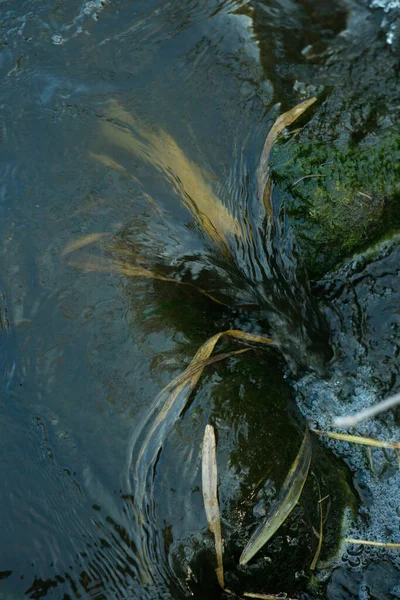 Bello Sfondo Foglie Autunnali Secche Acqua Atmosfera Immagine Autunnale Concetto — Foto Stock