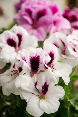 White-pink flowers of azalea close-up. Azaleas are plants from the genus Rhododendron.