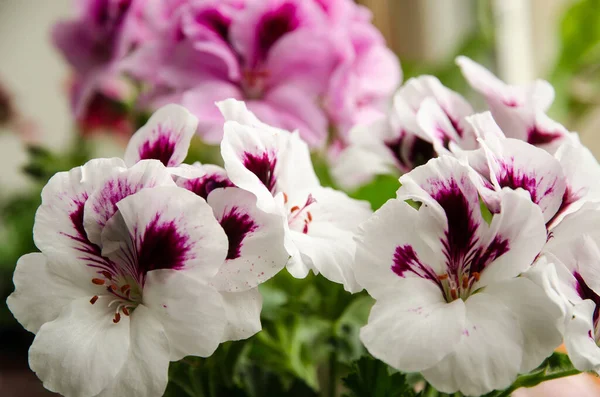 White Pink Flowers Azalea Close Azaleas Plants Genus Rhododendron — Fotografia de Stock