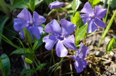Vinca minor (ortak adları daha az periwinkle, cüce periwinkle, küçük periwinkle, ortak periwinkle) orta ve güney Avrupa'ya özgü çiçekli bitki türüdür.
