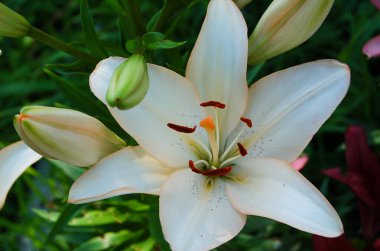 Beautiful white lily flowers in bloom. Fresh garden lilies in the garden. A flowering lily plant blooms up close.