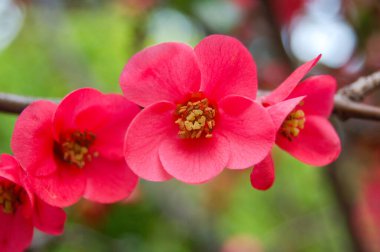 Close up of a bouquet of red begonia growing in the garden. Luxurious bouquet of fresh smelly flowers in greenery. Spring season celebration, valentine's day, mother's day and nature beauty concept