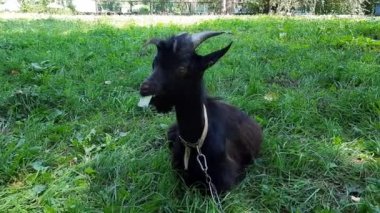 Kara keçi kameraya bakıyor. Kamerun keçisi ot yer. Afrikalı pigme minyatür Kamerun keçisi.