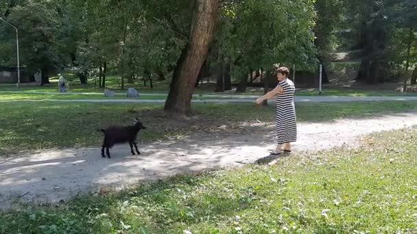 Kobieta Chodzi Czarną Kozą Smyczy Żarty Kameruńczyk Trawę Krakersy Koza — Wideo stockowe