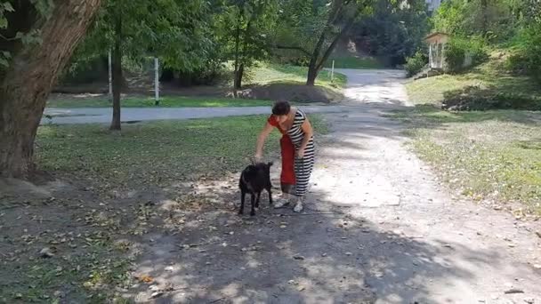 Una Mujer Camina Con Una Correa Sobre Una Cabra Negra — Vídeo de stock