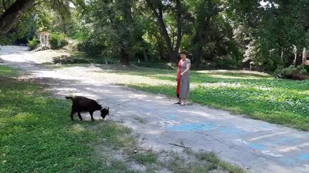 Une Femme Marche Laisse Avec Une Chèvre Noire Humour Chèvre — Video