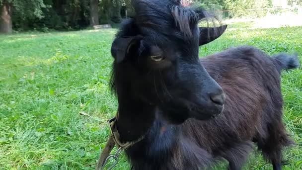 Chèvre Noire Regarde Dans Caméra Chèvre Camerounaise Mange Herbe Chèvre — Video