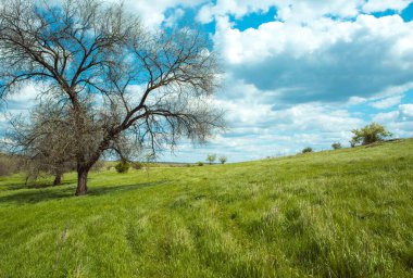 Birkaç ağaç mavi gökyüzü ve çimlerle tek başına duruyor. Ukrayna ovasının manzarası.