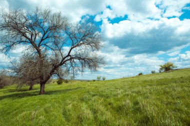 Birkaç ağaç mavi gökyüzü ve çimlerle tek başına duruyor. Ukrayna ovasının manzarası.