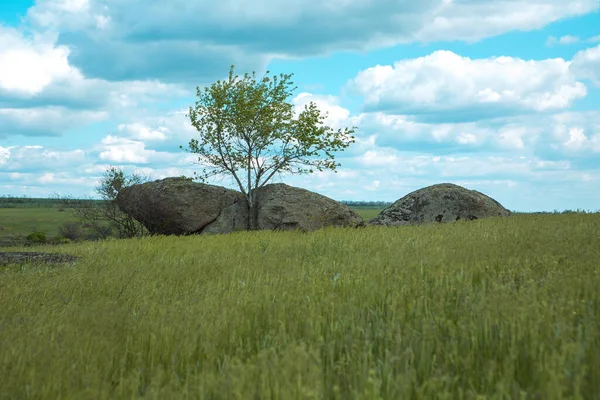 几棵树孤零零地站在蓝天青草中 乌克兰平原的景观 — 图库照片