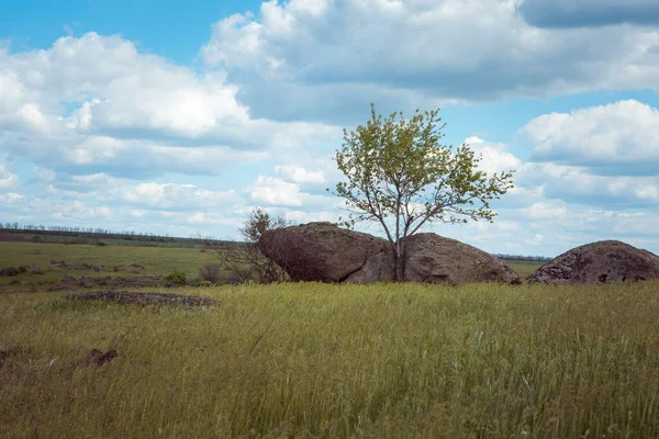 Kilka Drzew Stojących Samotnie Niebieskim Niebem Trawą Krajobraz Równiny Ukraińskiej — Zdjęcie stockowe