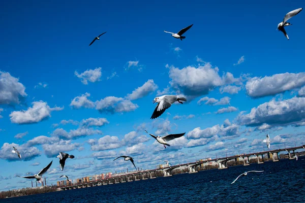 饥饿的海鸥飞过河 飞鸟飞越水面的春季照片 — 图库照片