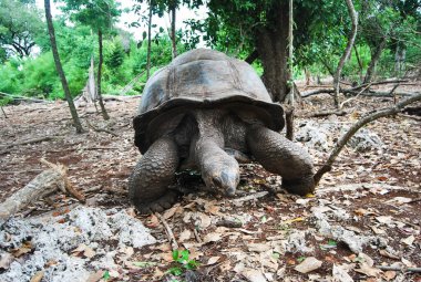 Aldabra Dev Kaplumbağa ya da Aldabrachelys Dev Çayı, Changuu Adası 'nda ziyaret edilebilen küçük bir koloninin parçası. Taş Şehir, Zanzibar, Tanzanya