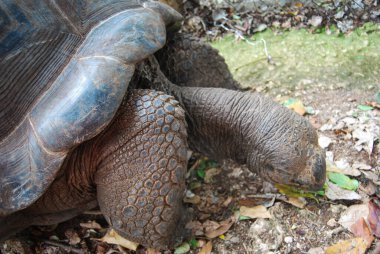Aldabra Dev Kaplumbağa ya da Aldabrachelys Dev Çayı, Changuu Adası 'nda ziyaret edilebilen küçük bir koloninin parçası. Taş Şehir, Zanzibar, Tanzanya