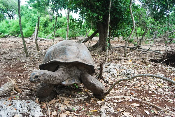 Aldabra Jätte Sköldpadda Eller Aldabrachelys Gigantea Del Liten Koloni Som — Stockfoto