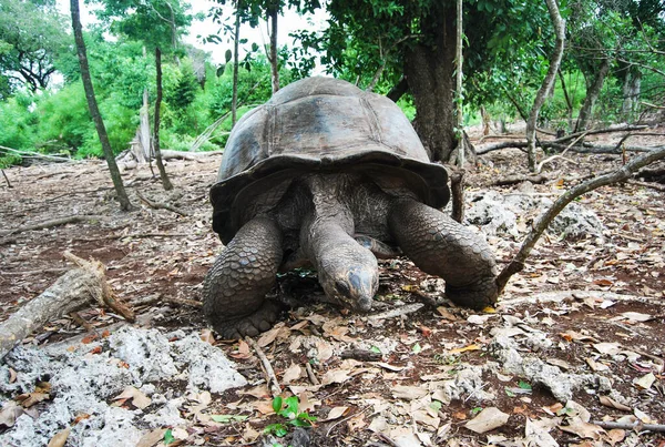 Aldabra Giant Tortoise Aldabrachelys Gigantea Part Small Colony Can Visited Royalty Free Stock Photos