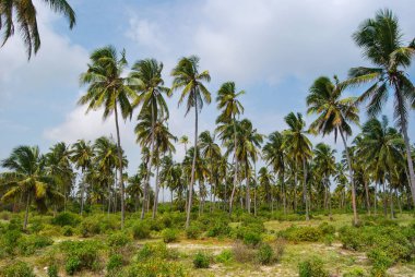 Palm Grove, Zanzibar, Tanzanya. Zanzibar 'ın manzaraları. Okyanus kıyısı.