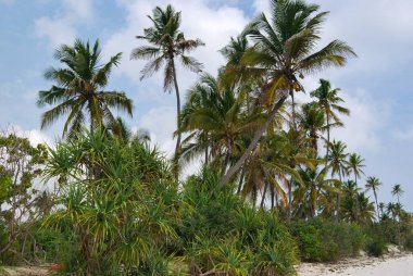 Palm Grove, Zanzibar, Tanzanya. Zanzibar 'ın manzaraları. Okyanus kıyısı.