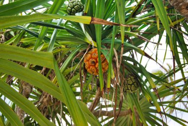 Palm Grove, Zanzibar, Tanzanya. Zanzibar 'ın manzaraları. Okyanus kıyısı.