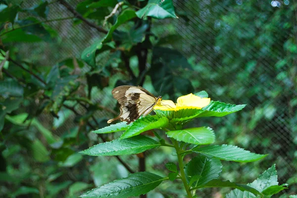 Primo Piano Una Farfalla Arroccato Sufogliame Verde — Foto Stock
