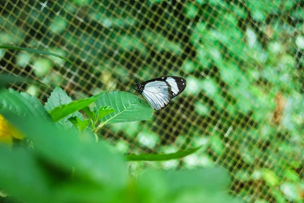 Primer Plano Una Mariposa Encaramada Enfollaje Verde — Foto de Stock